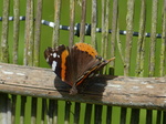 FZ006182 Red Admiral butterfly (vanessa atalanta).jpg